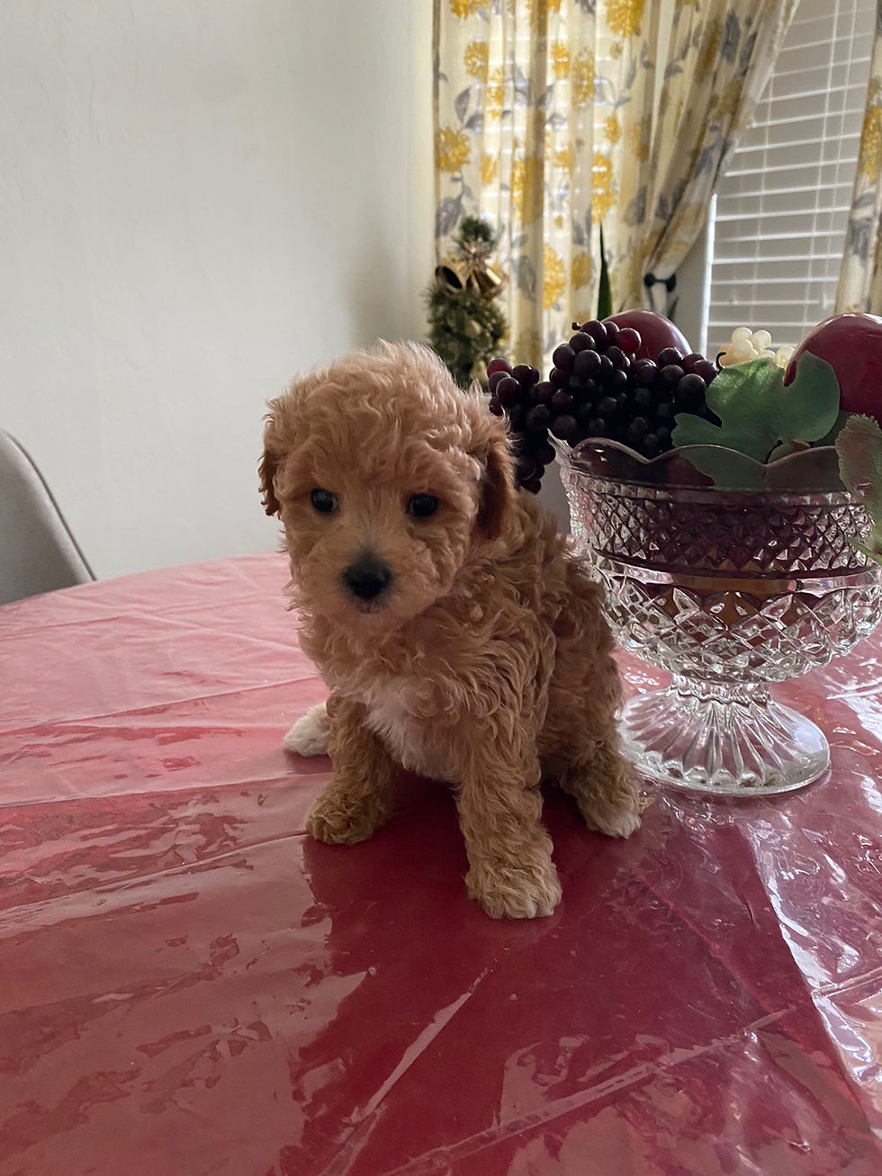 Thumbnail: Angel-Maltipoo(1439)