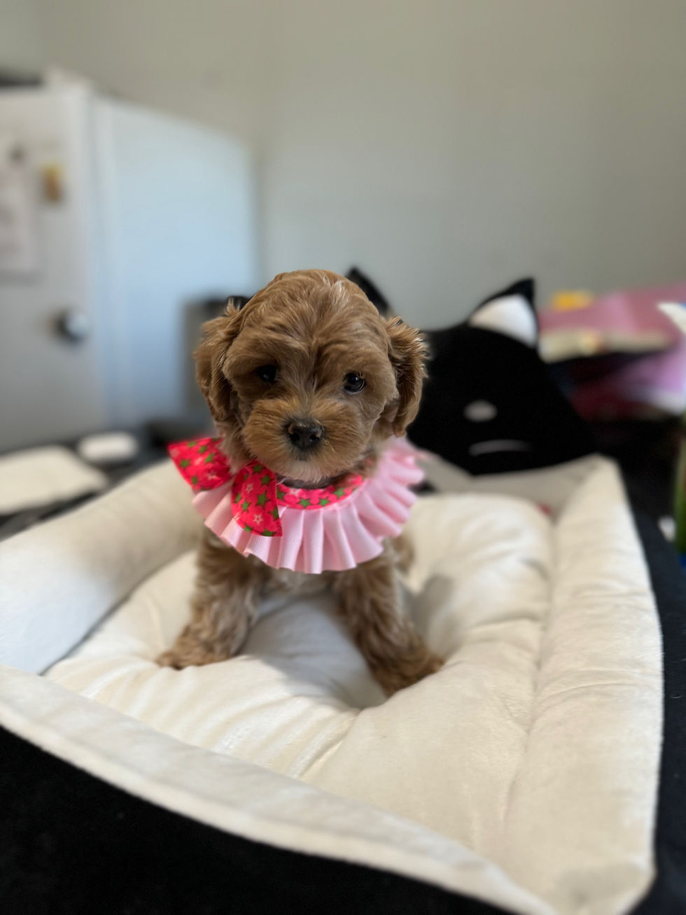 Thumbnail: Kakao-Maltipoo(1034)