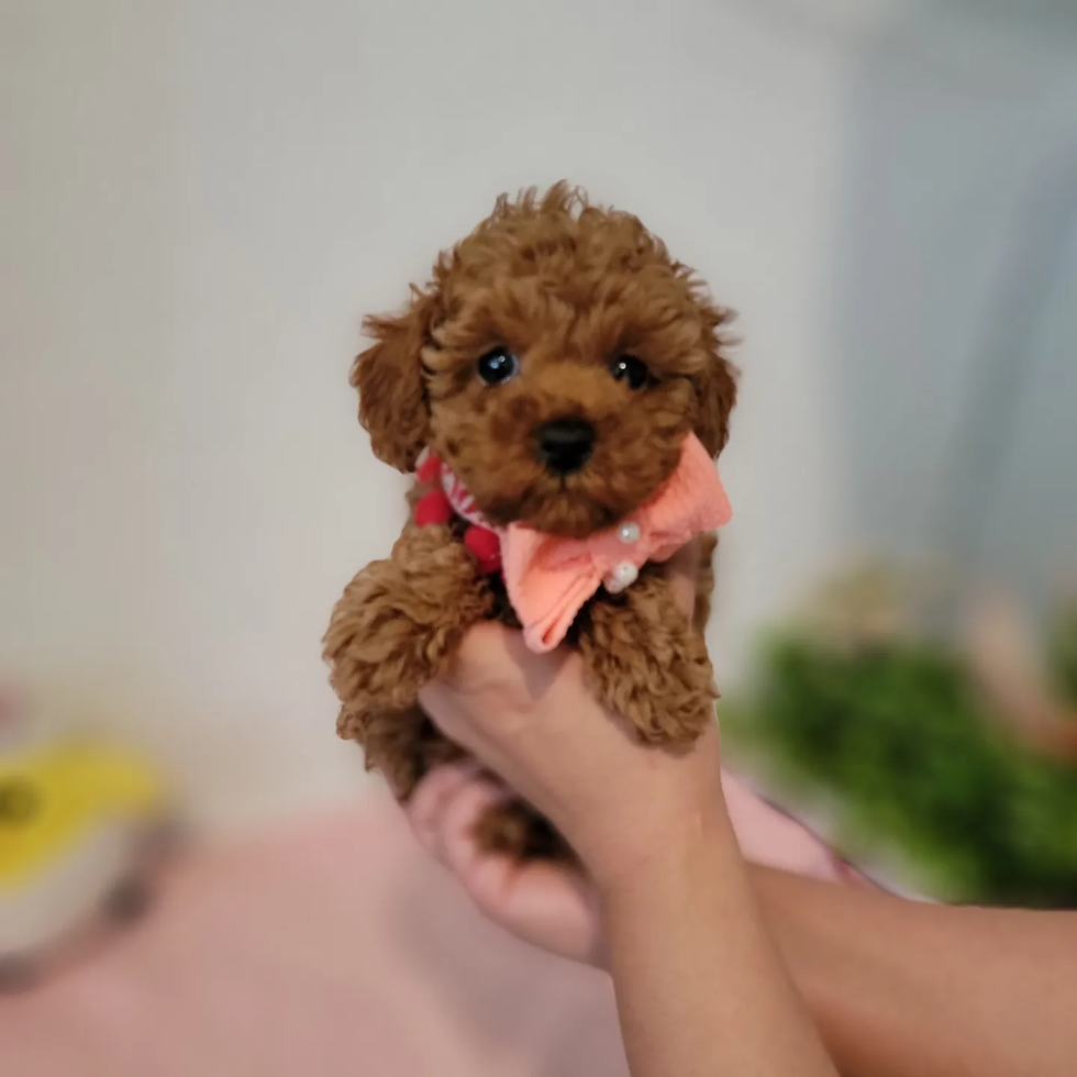 Thumbnail: Layla-toy poodle (1282)