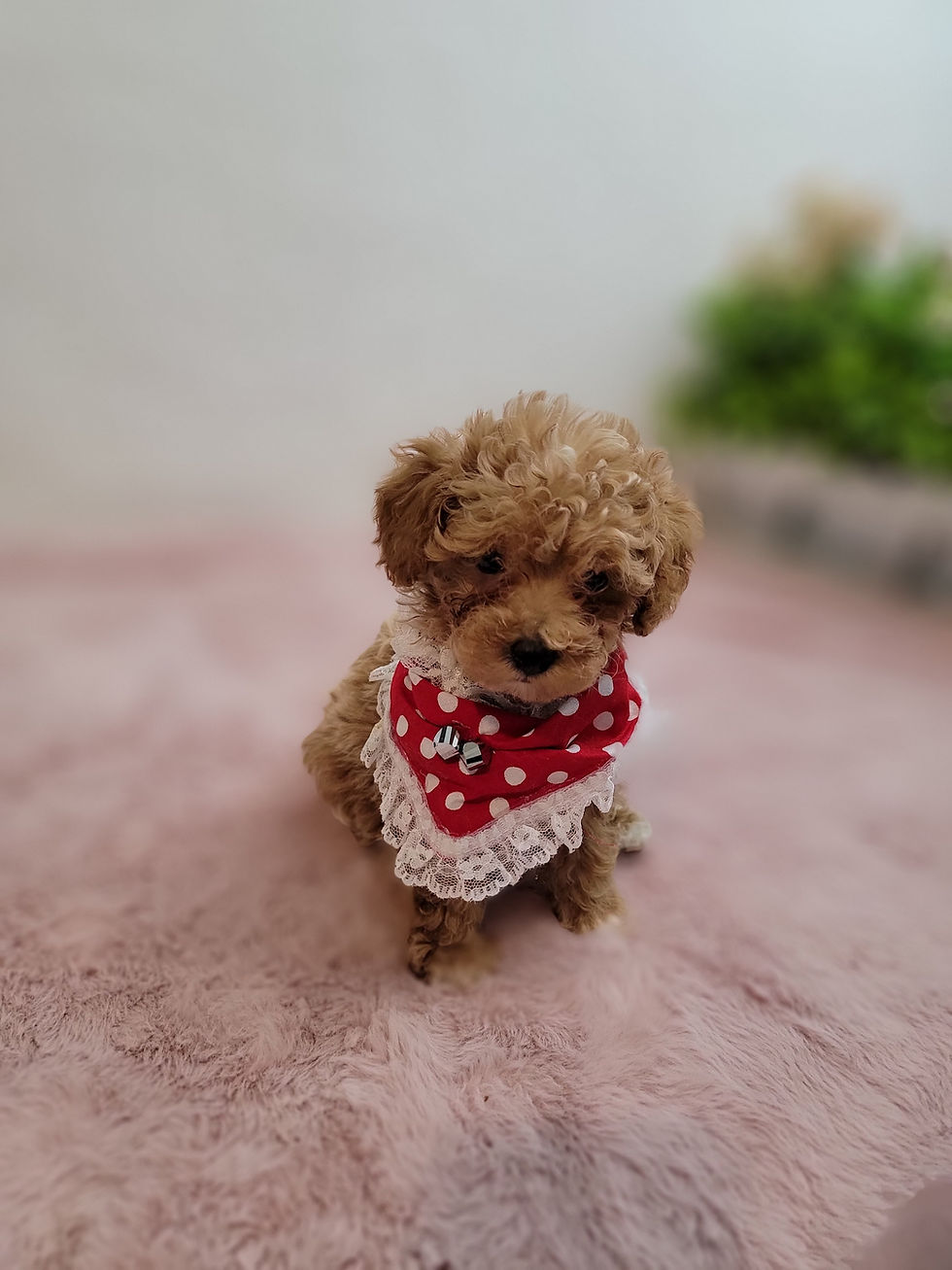 Thumbnail: James -Maltipoo (1278)
