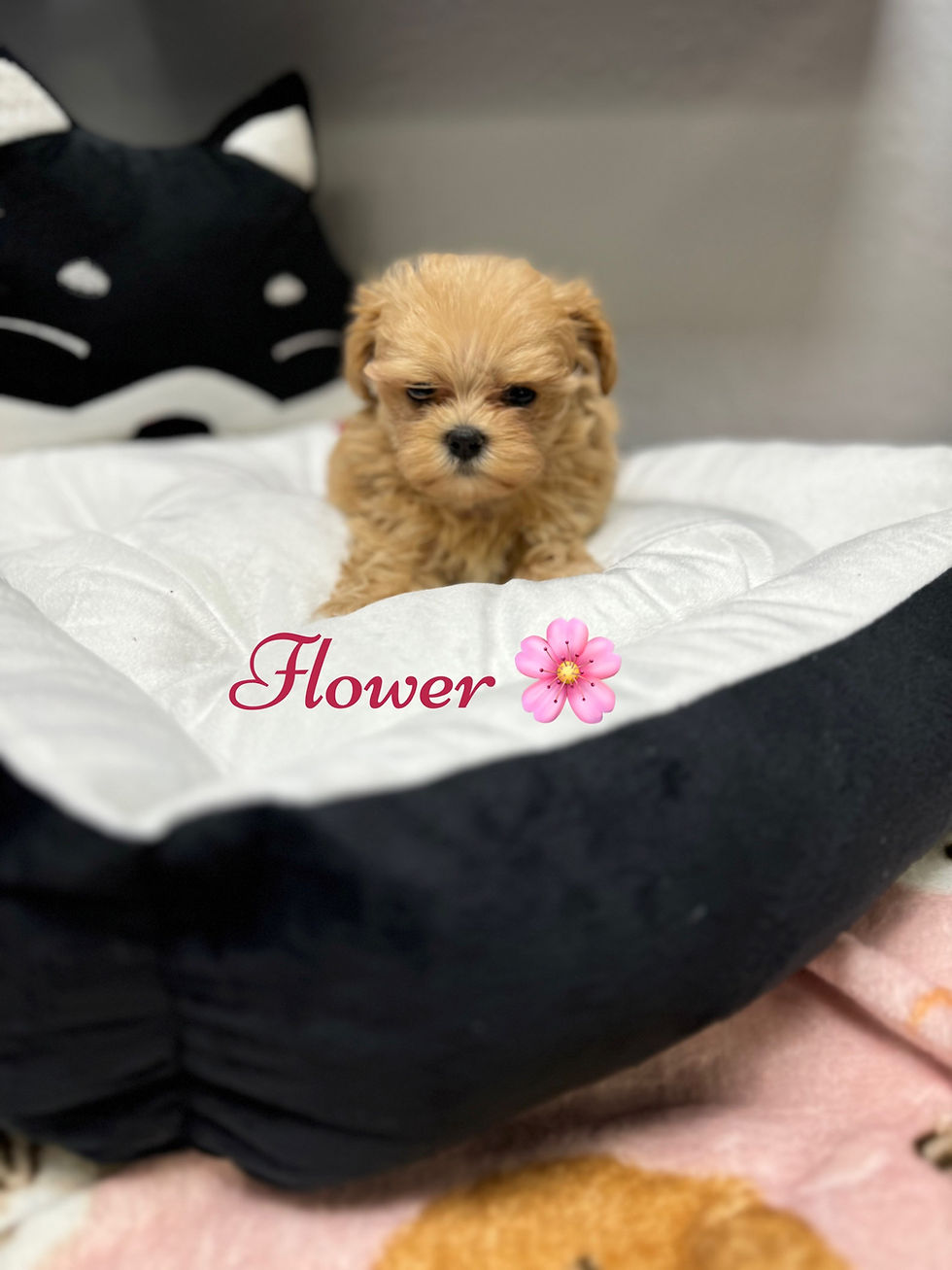 Thumbnail: Flower - Maltipoo(1037)