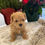 Thumbnail: Ruby-Maltipoo(1438)