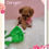 Thumbnail: Ginger-Toy Poodle (1337)