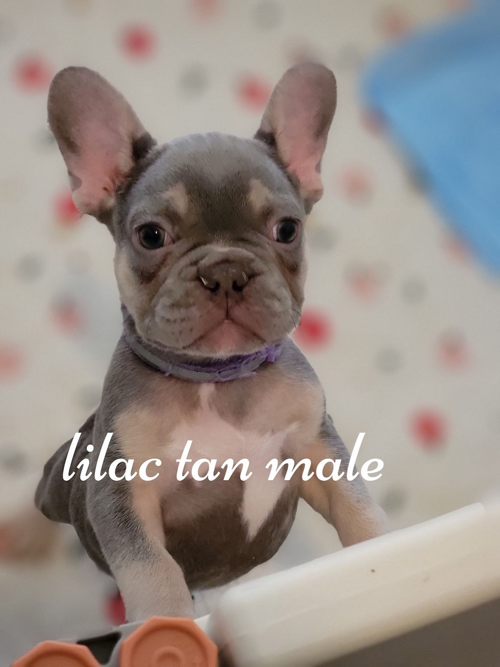 Thumbnail: Andrew -French Bulldog  (1238)