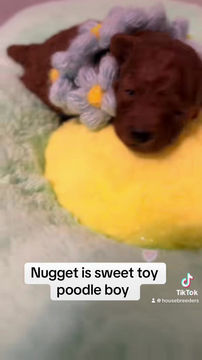 Thumbnail: Nugget - mini poodle (1073)