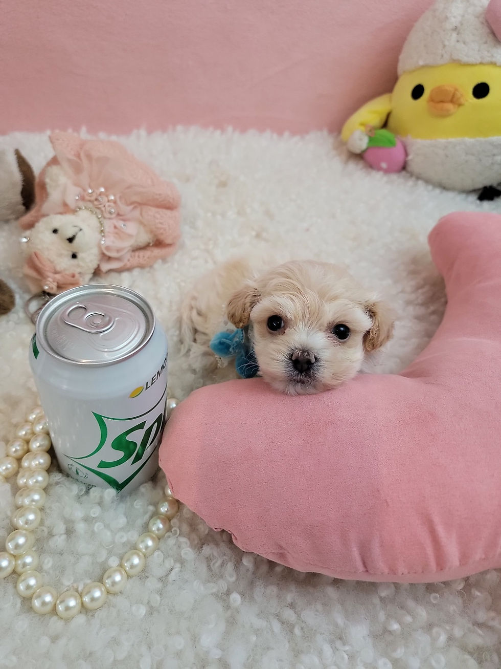 Thumbnail: Arthur-Maltipoo (1410)