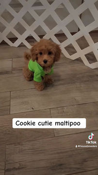 Thumbnail: Cookie Maltipoo (1055)