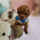 Thumbnail: Lucky-toy poodle (1444)