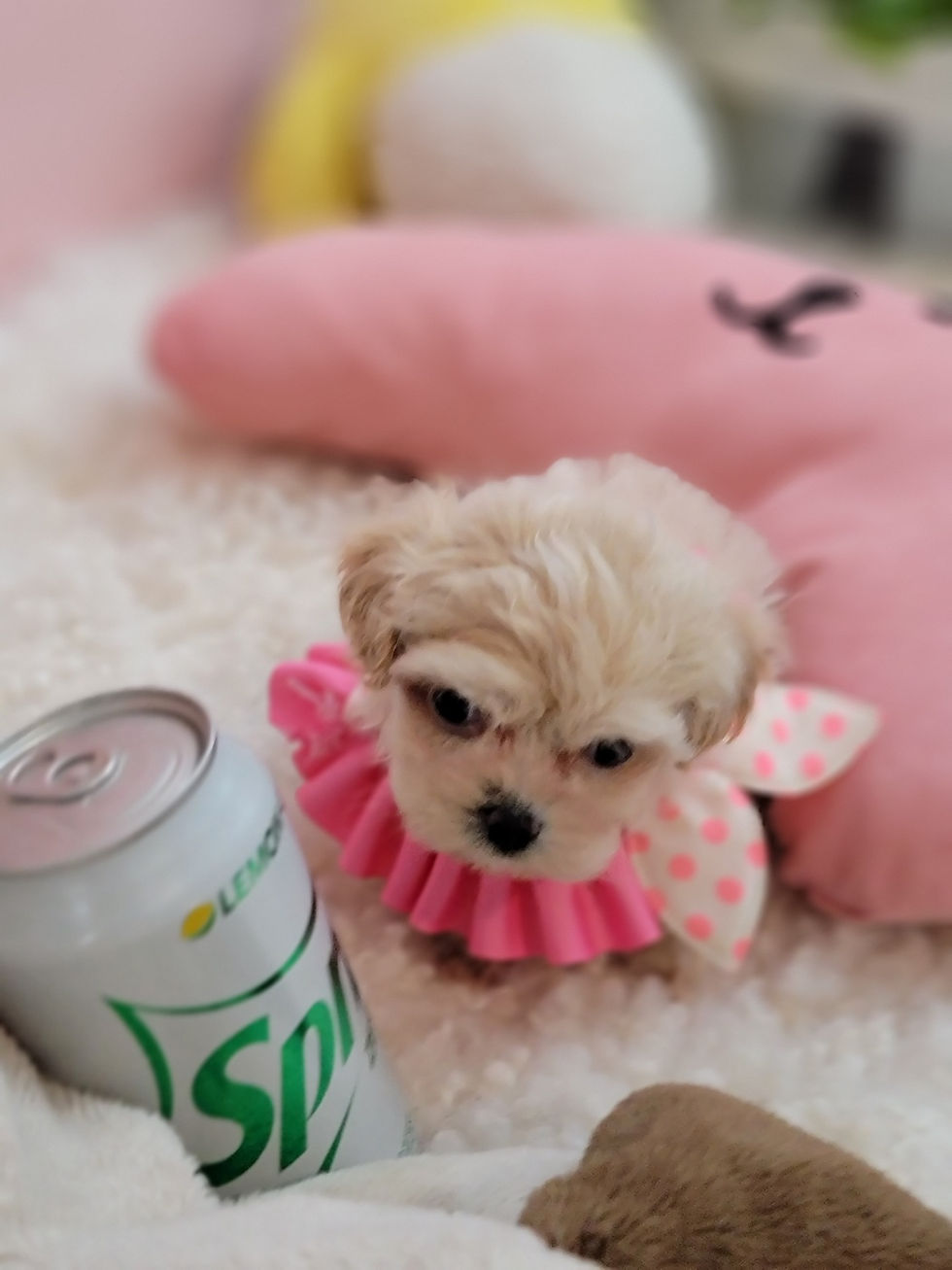 Thumbnail: Apple -Maltipoo (1411)