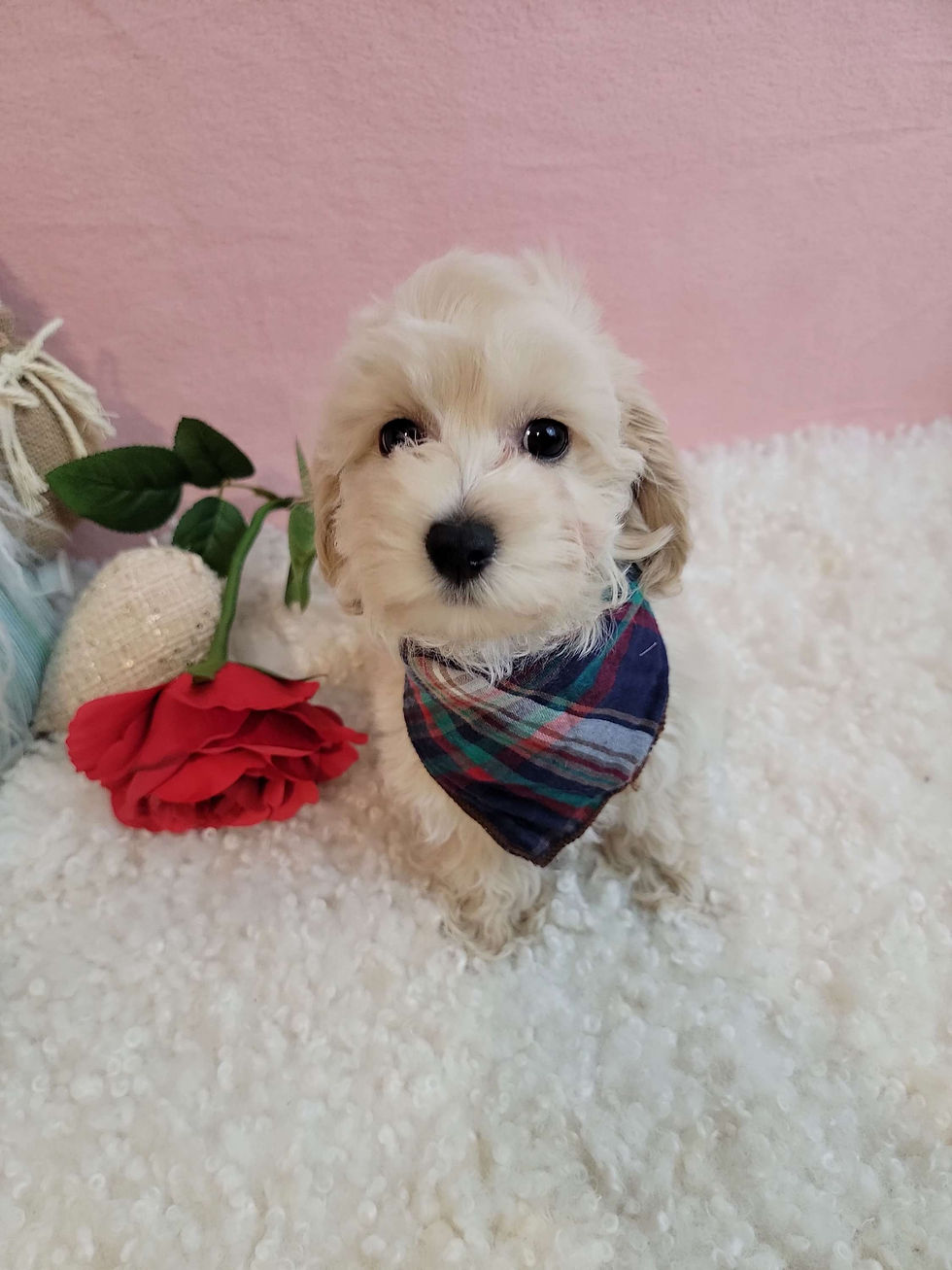 Thumbnail: Toto-Maltipoo (1403)