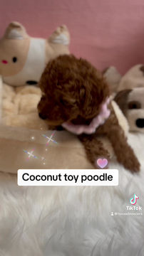 Thumbnail: Coconut - poodle (1465)