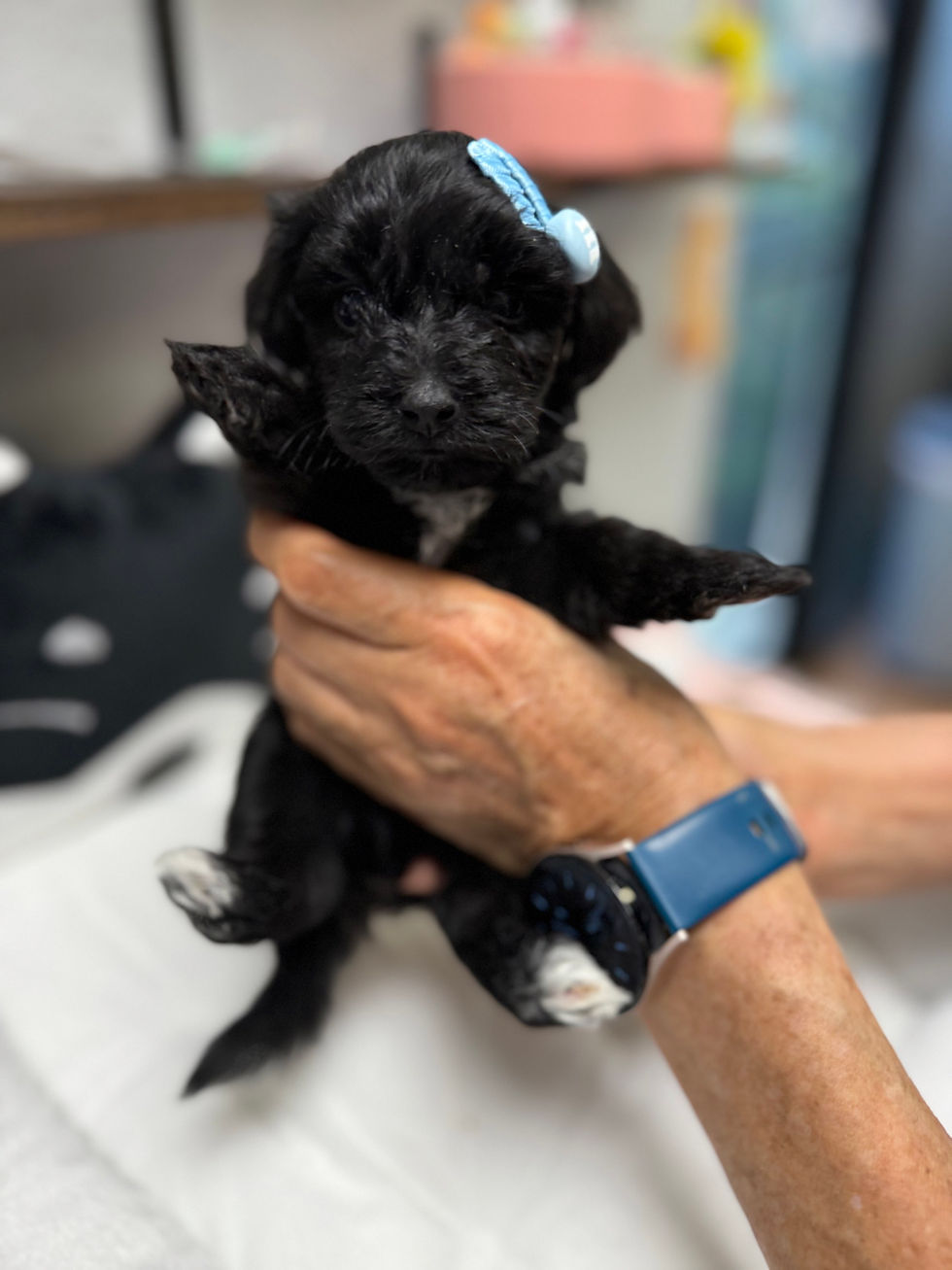 Thumbnail: Berry  -Maltipoo (1059)