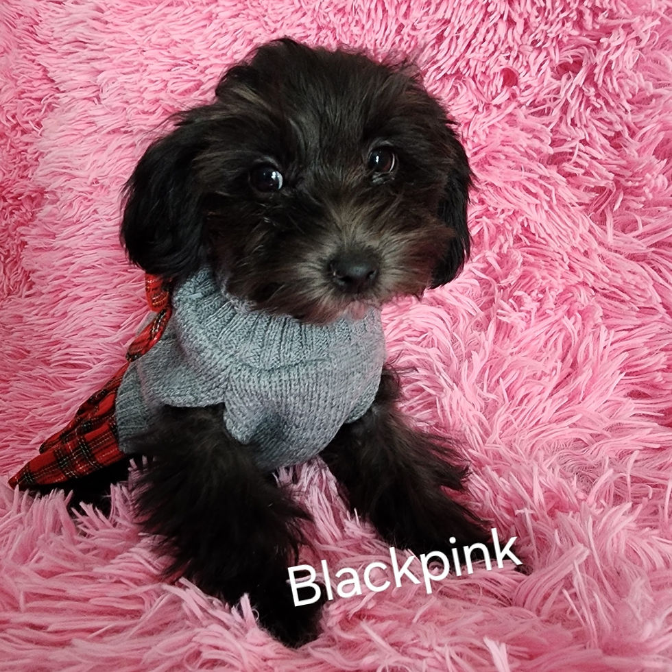 Thumbnail: Blackpink  -Maltipoo (1061)