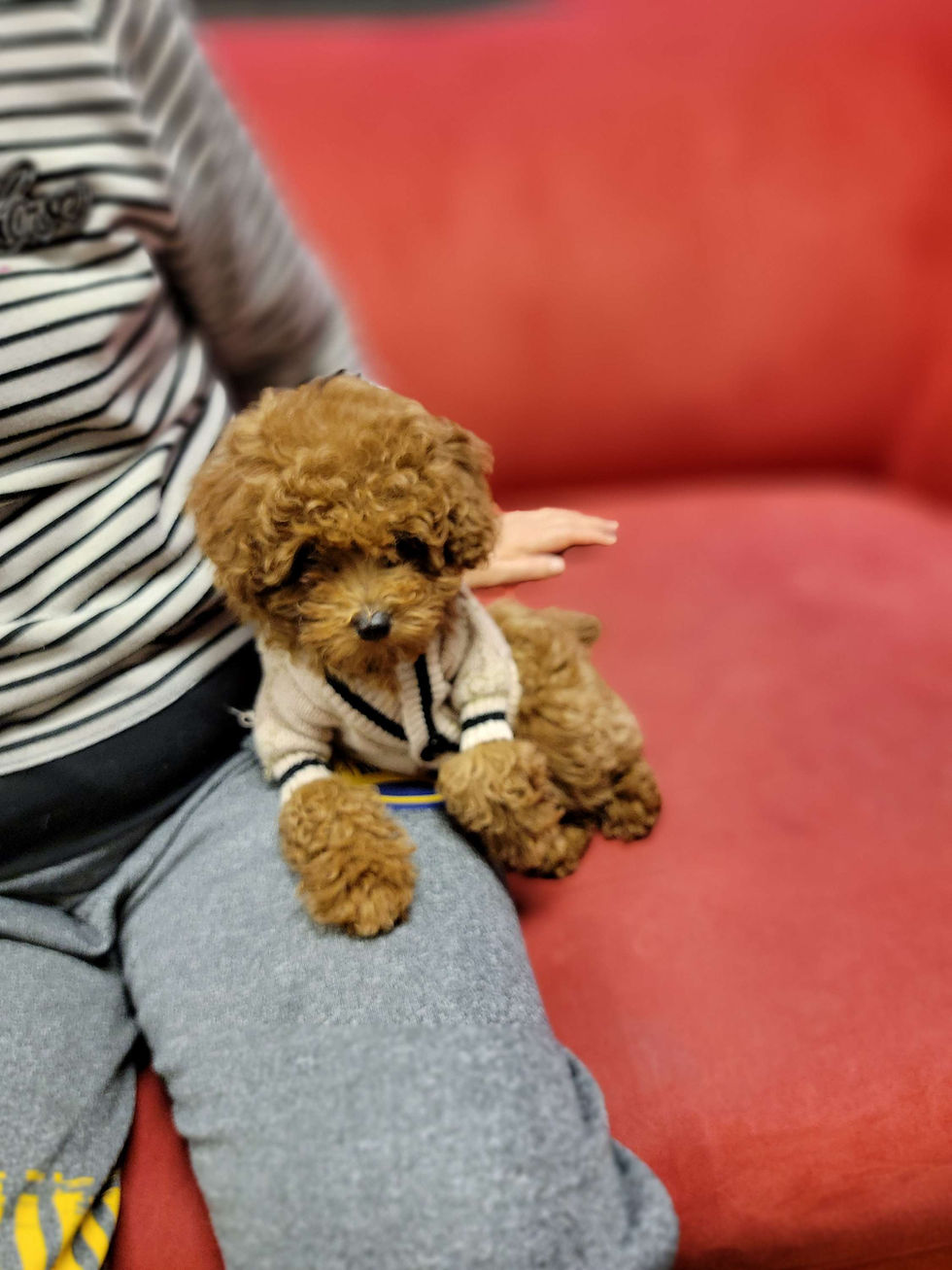 Thumbnail: Happy-toy poodle (1446)