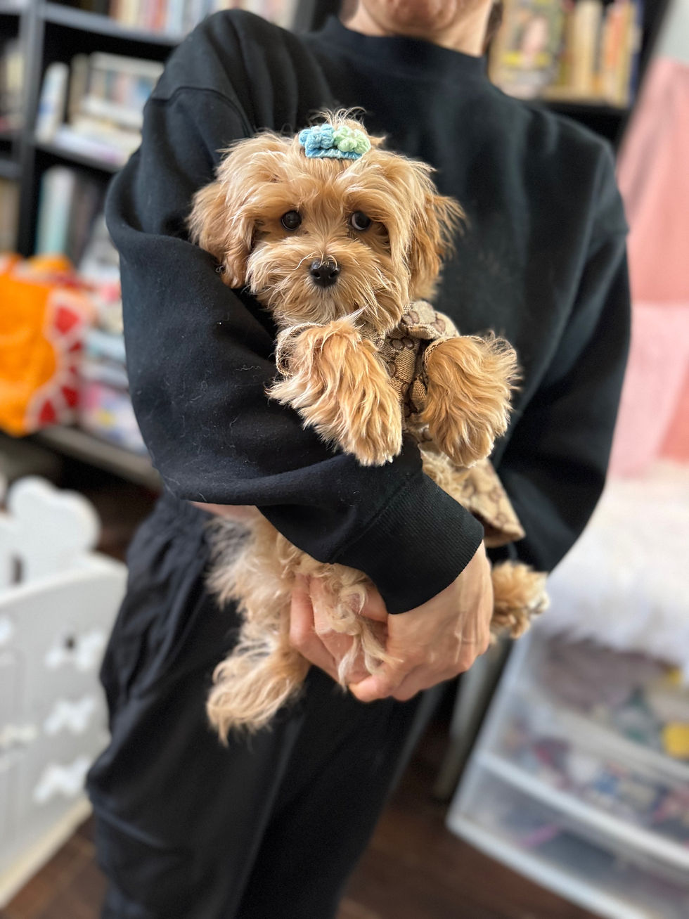Thumbnail: Max-Maltipoo (T-1010)