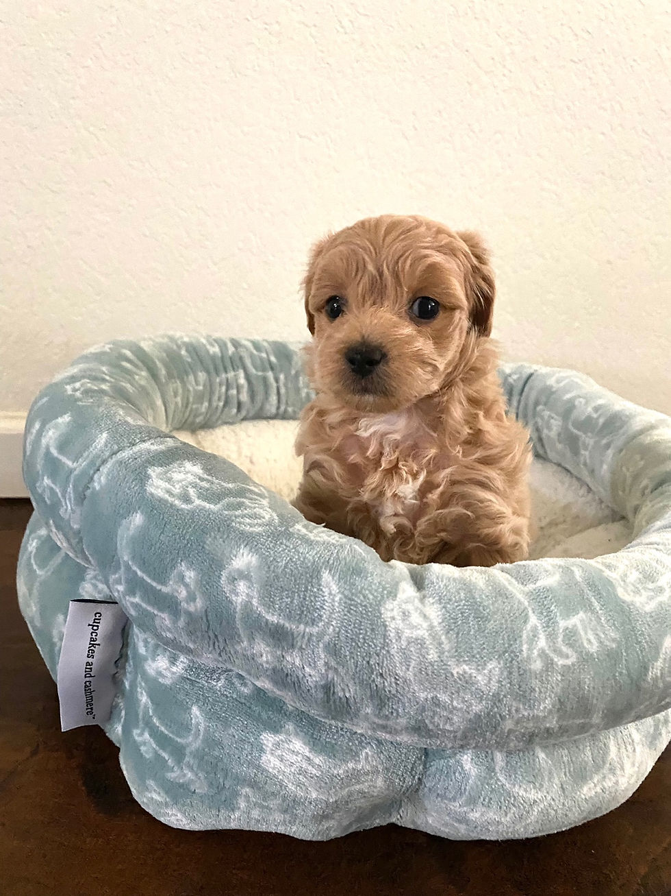 Thumbnail: Louie-Maltipoo(1397)