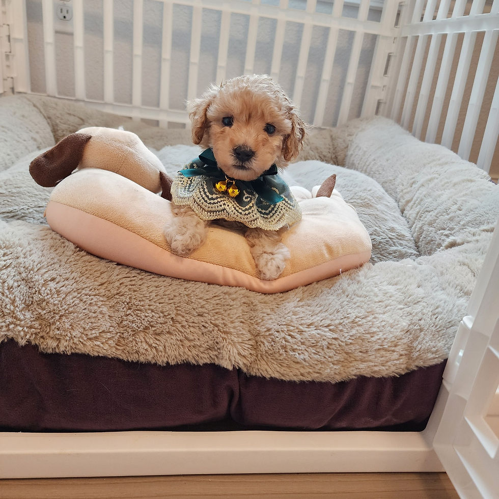 Thumbnail: Choko - maltipoo (1084)
