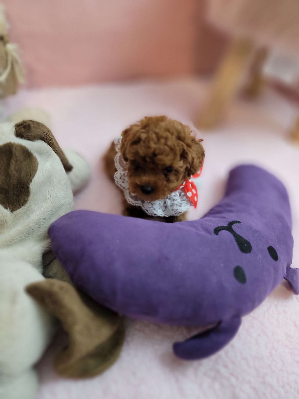 Thumbnail: Joy-toy poodle (1447)
