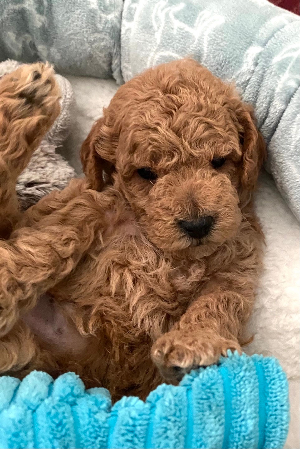 Thumbnail: Teddy-Maltipoo F1b(1382)