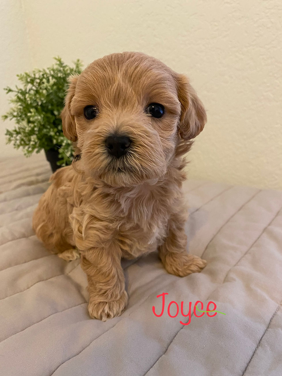 Thumbnail: Joyce-Maltipoo(1251)