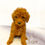 Thumbnail: AKC Sam-Toy Poodle(1135)