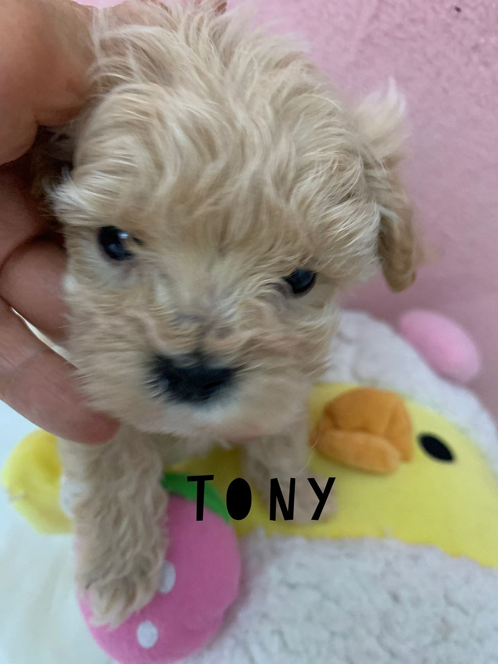 Thumbnail: Tony -Maltipoo (1098)