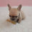Thumbnail: Milo-French Bulldog (1420)