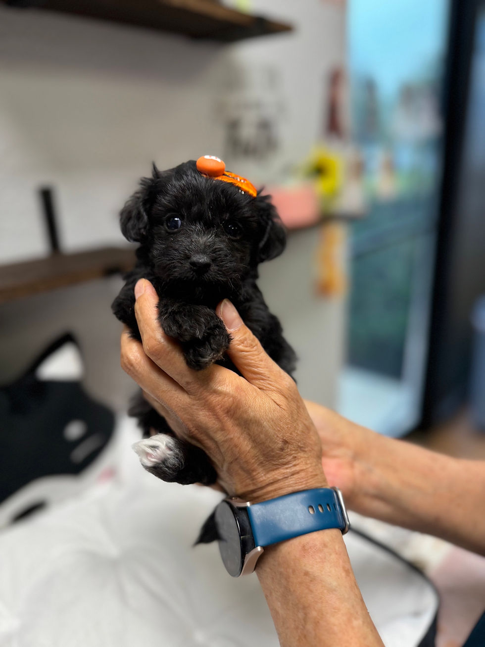 Thumbnail: Grape -Maltipoo (1060)