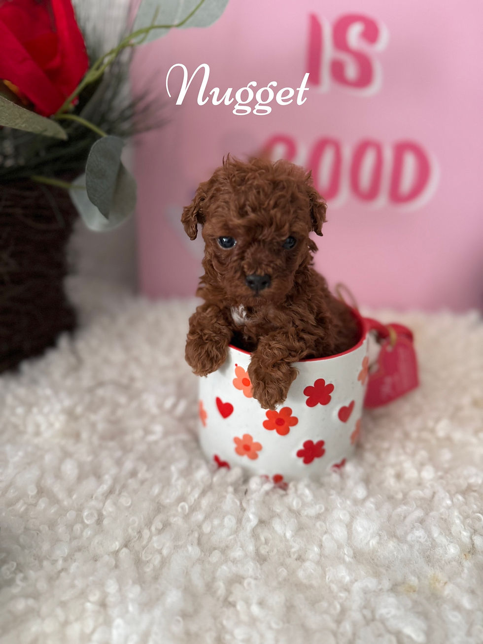 Thumbnail: Nugget - mini poodle (1073)