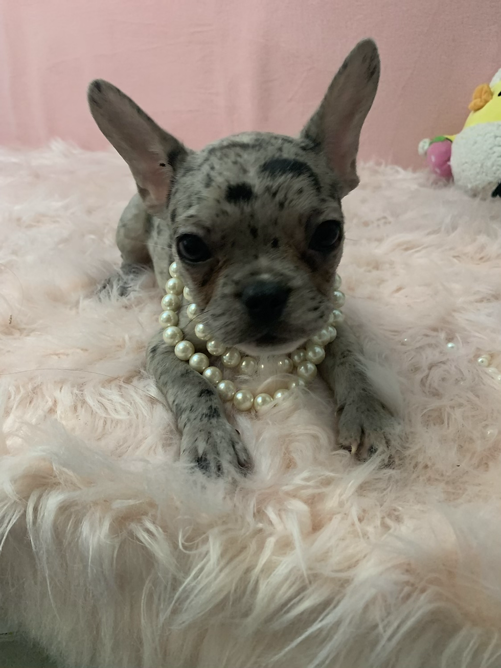 Thumbnail: Alex-French Bulldog (1174)