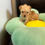 Thumbnail: Teddy    -Maltipoo (1063)