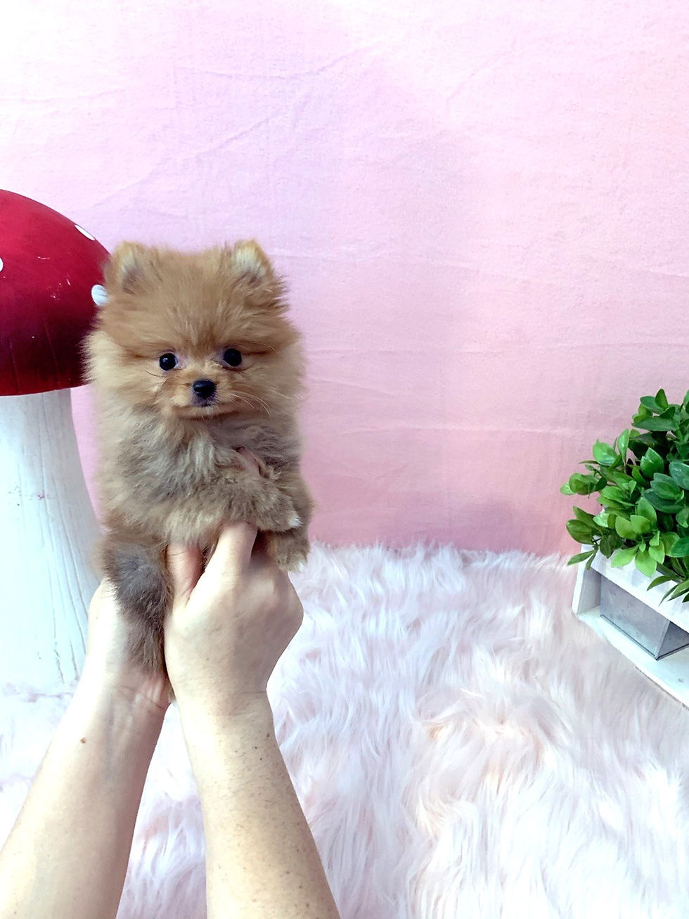 Thumbnail: Ginger-Teacup Pomeranian (1045)