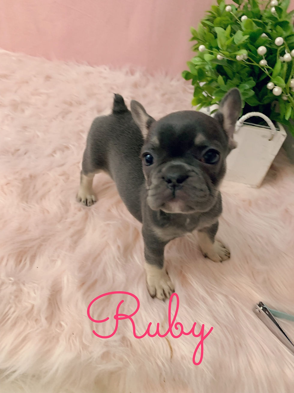 Thumbnail: Ruby-French Bulldog (1168)