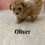 Thumbnail: Oilver - Maltipoo (1137)