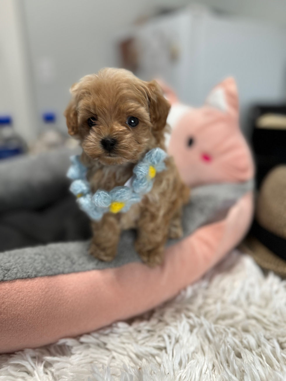 Thumbnail: Charlie-Maltipoo  (1018)