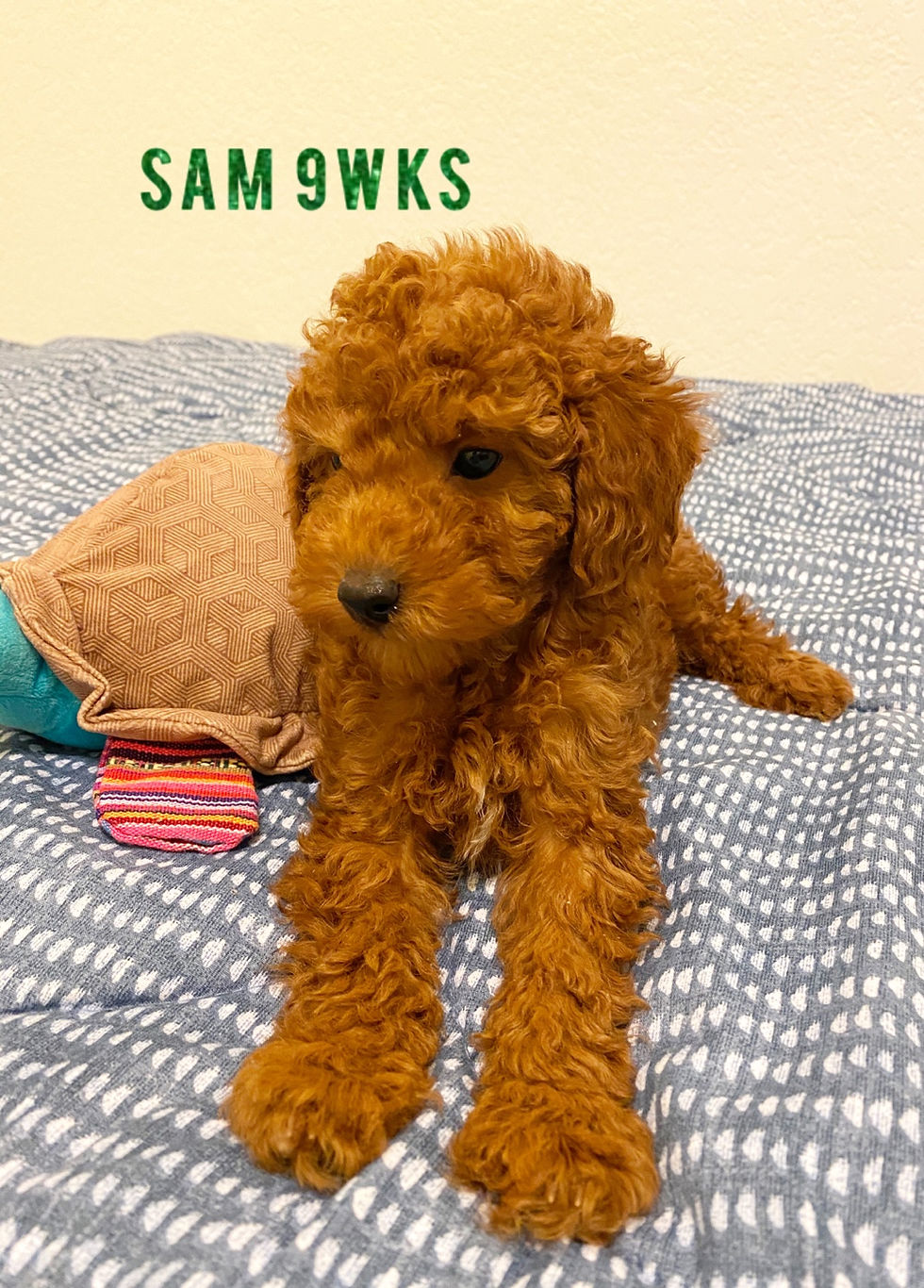 Thumbnail: AKC Sam-Toy Poodle(1135)