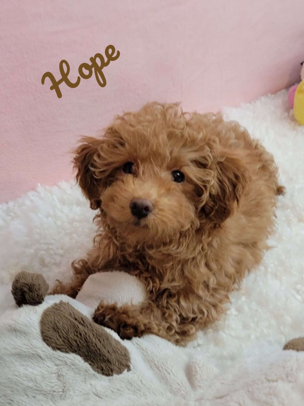 AKC Hope-toy poodle (1388)