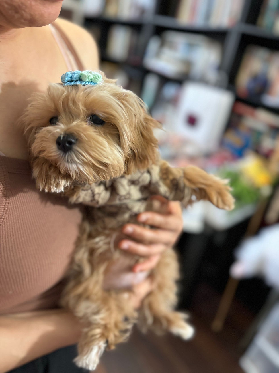 Thumbnail: Max-Maltipoo (T-1010)