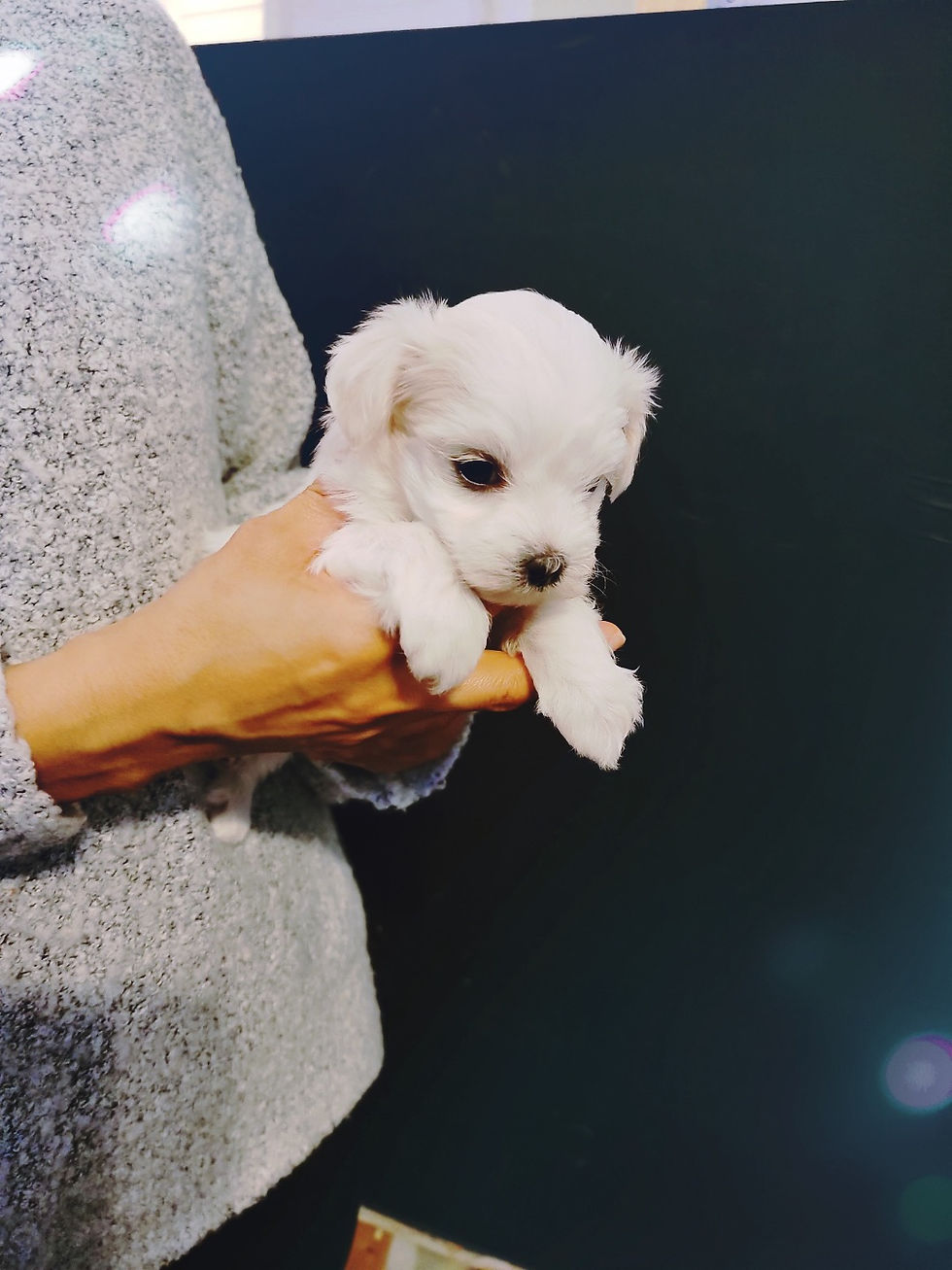 Thumbnail: Sophia-Maltese (1248)