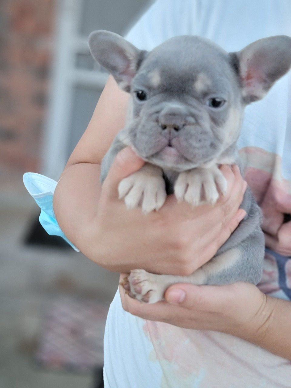 Thumbnail: Andrew -French Bulldog  (1238)