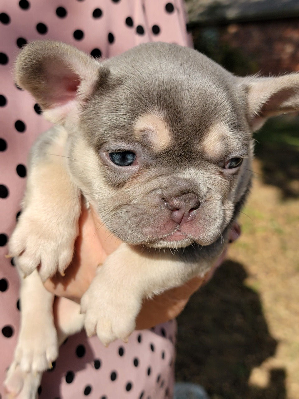 Thumbnail: Angelina -French Bulldog  (1243)