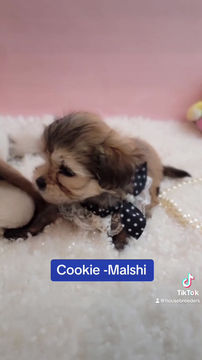 Thumbnail: Cookie -Malshi (1424)