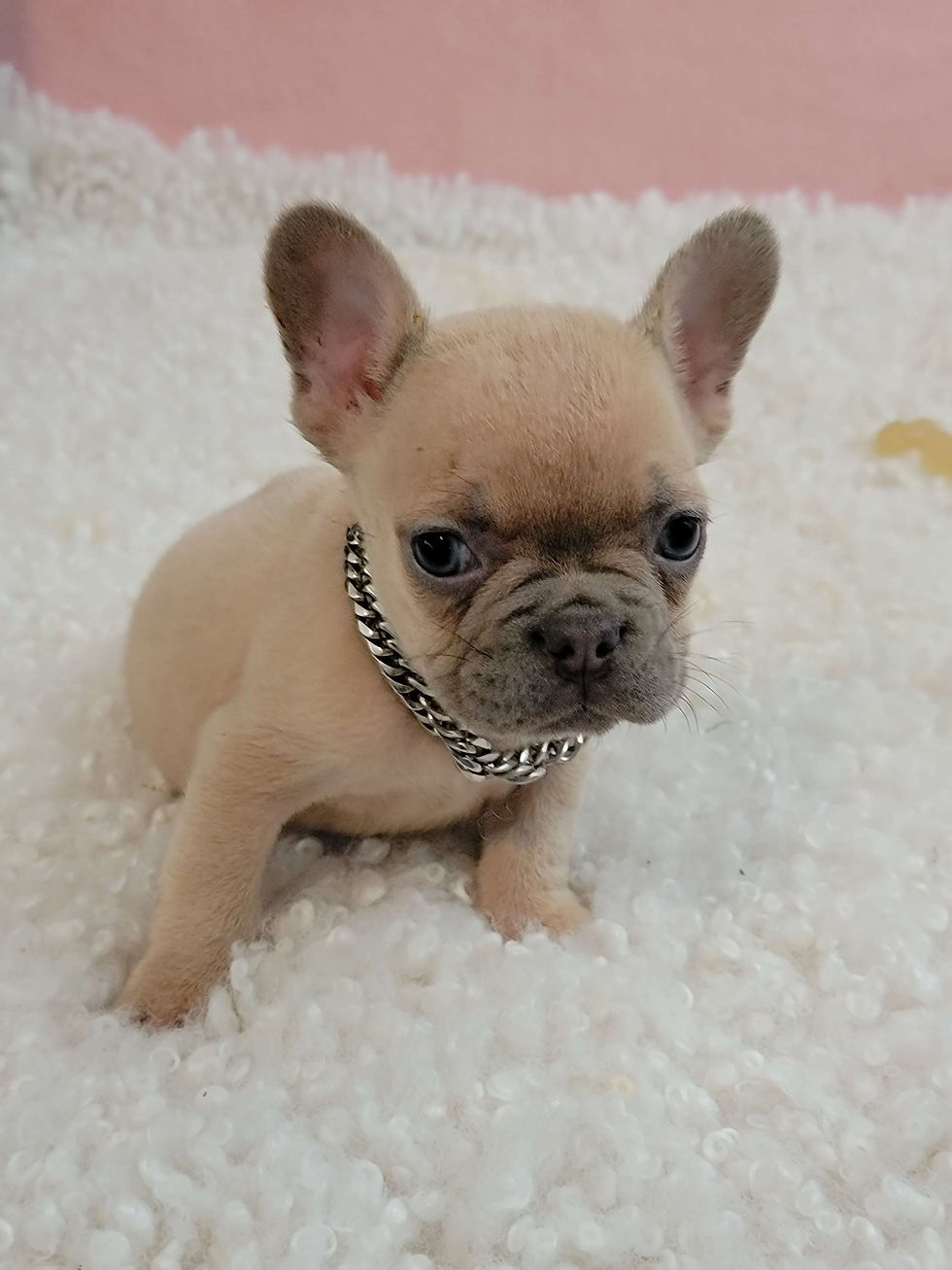 Thumbnail: Milo-French Bulldog (1420)