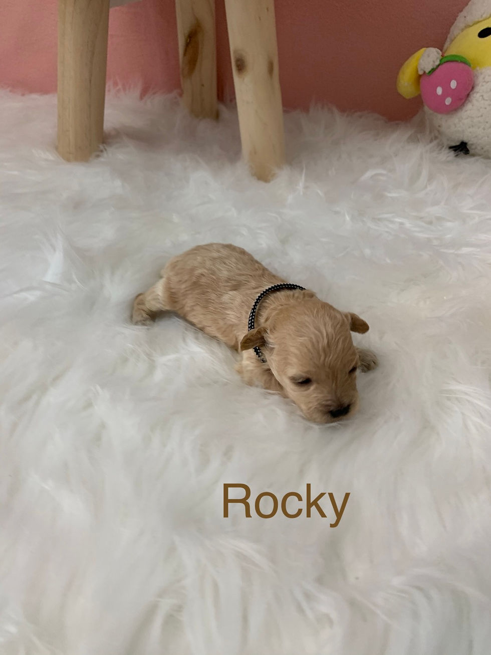 Thumbnail: Rocky-Maltipoo (1099)