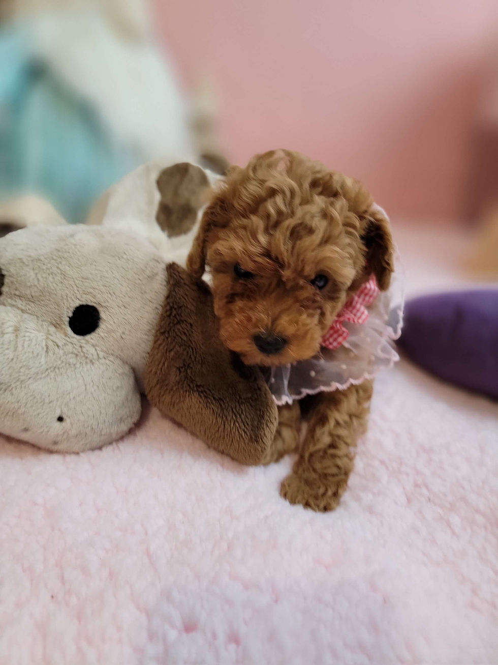 Thumbnail: Happy-toy poodle (1446)