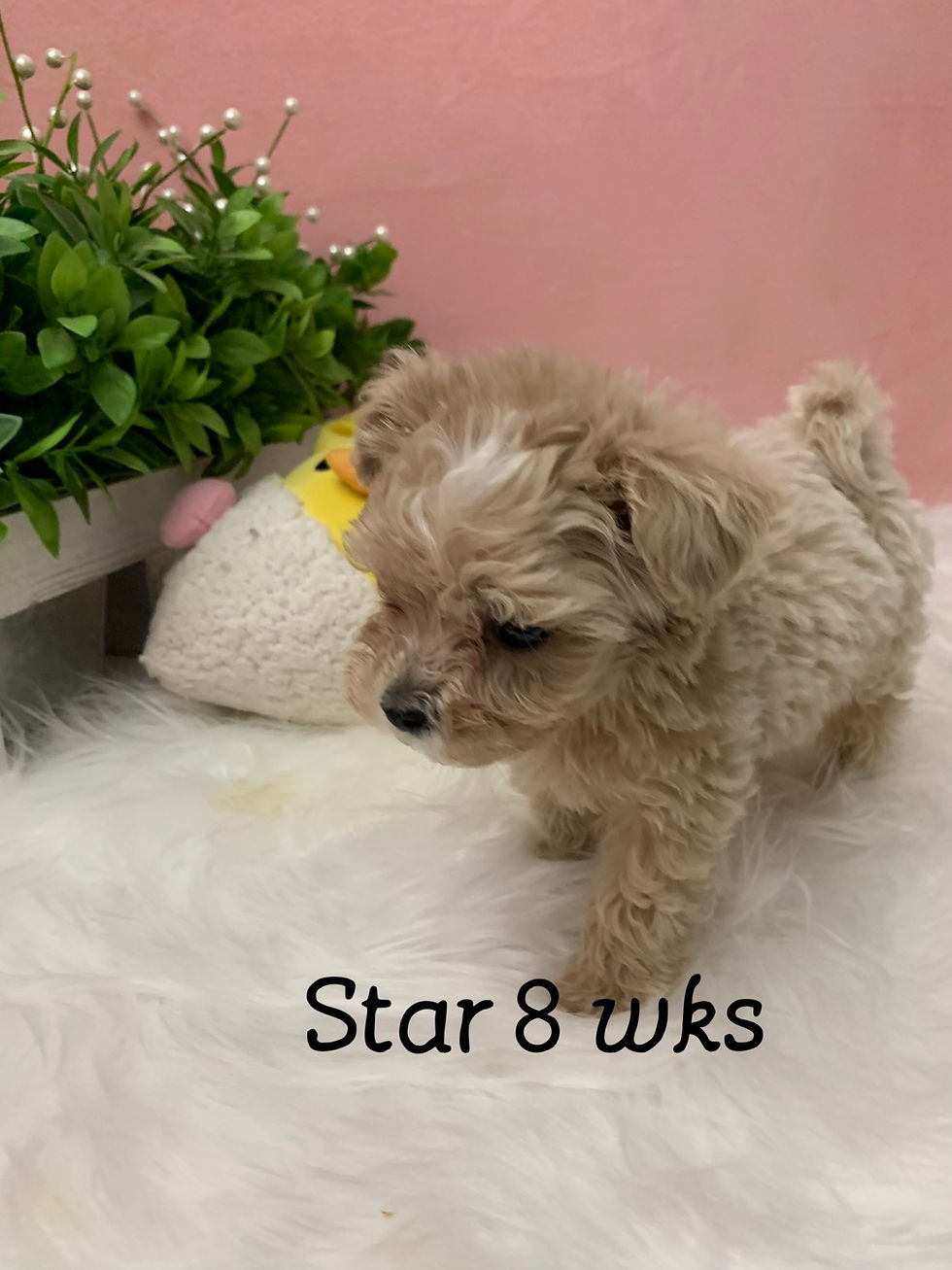 Thumbnail: Start -Maltipoo (1104)