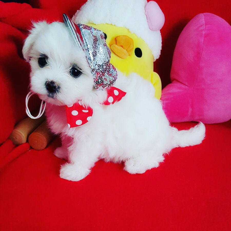Cessie -Maltese