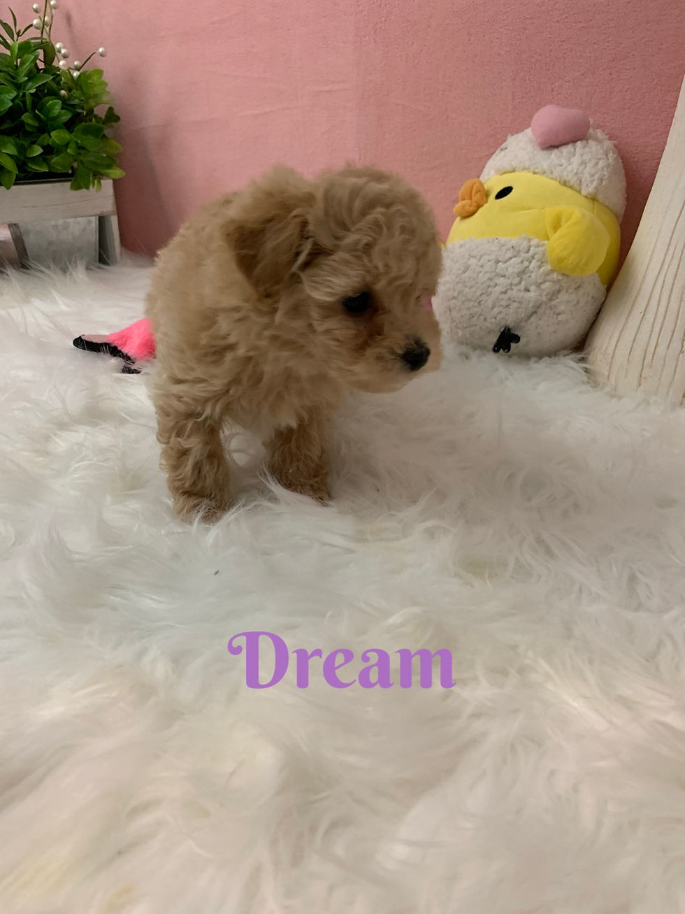 Thumbnail: Oilver - Maltipoo (1137)