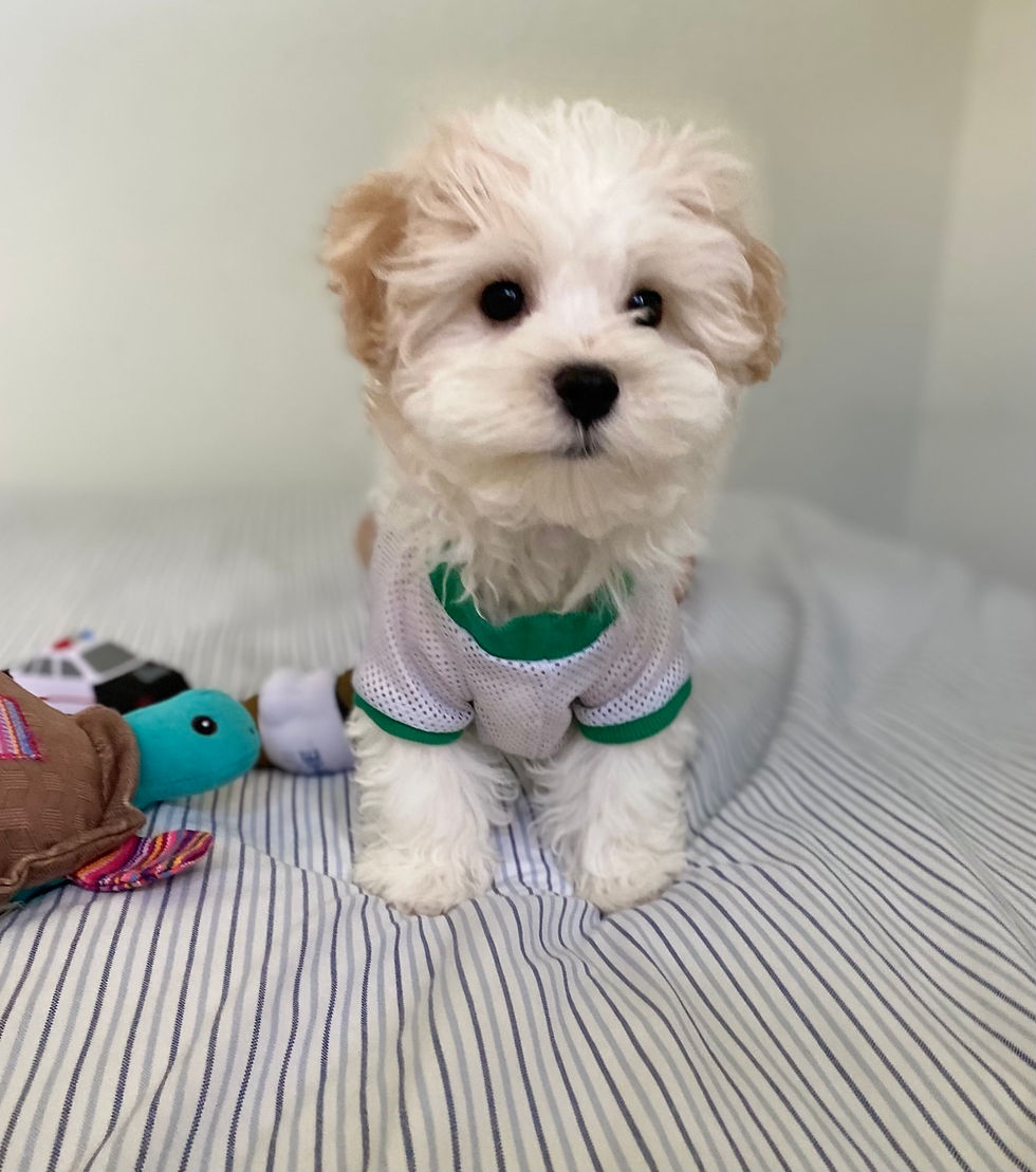 Thumbnail: Rex-Maltipoo(1022)