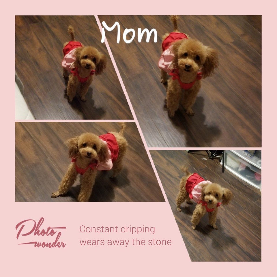 Thumbnail: Max -Maltipoo (1321)